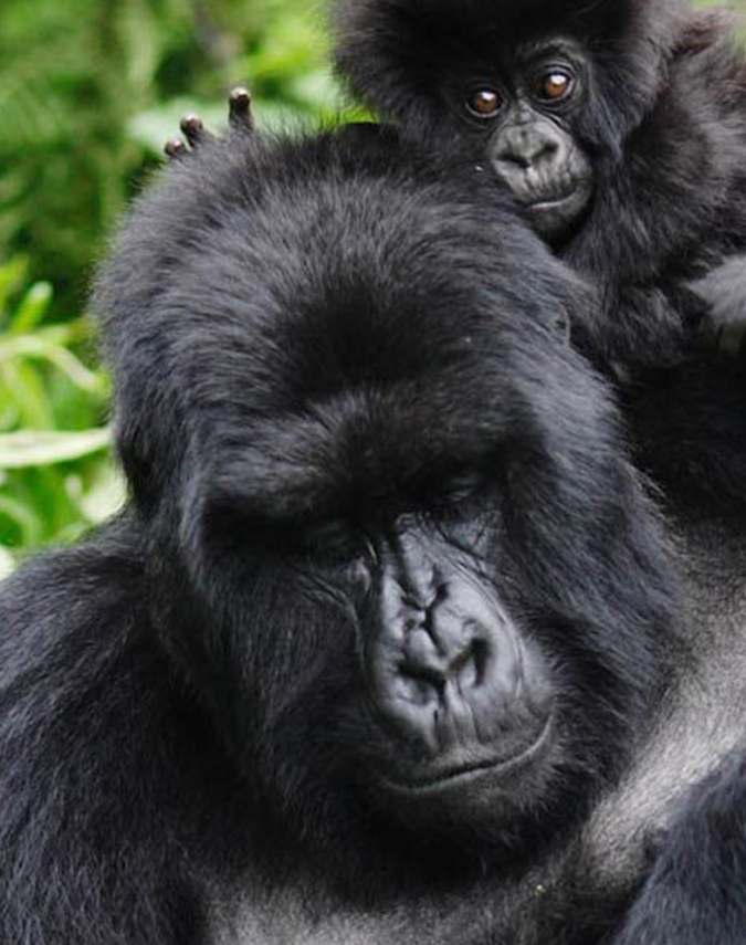 Mountain Gorilla in Rwanda