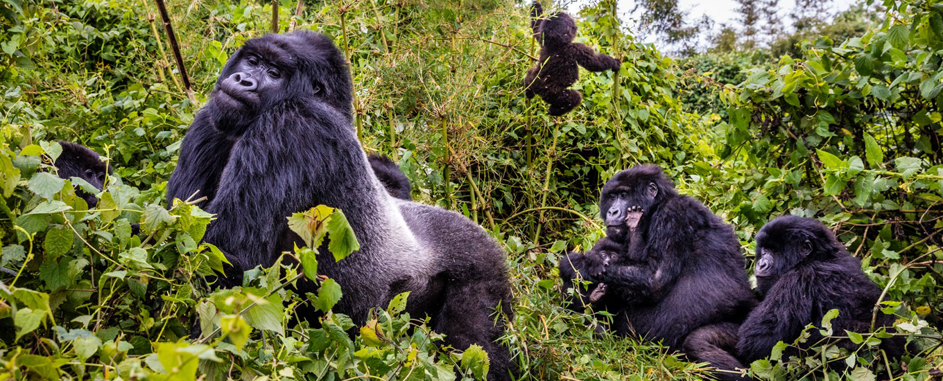 Gorilla_Rwanda