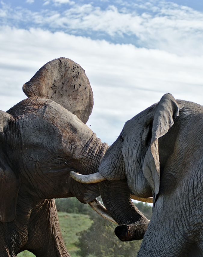 Elephants playing in Akagera National Park